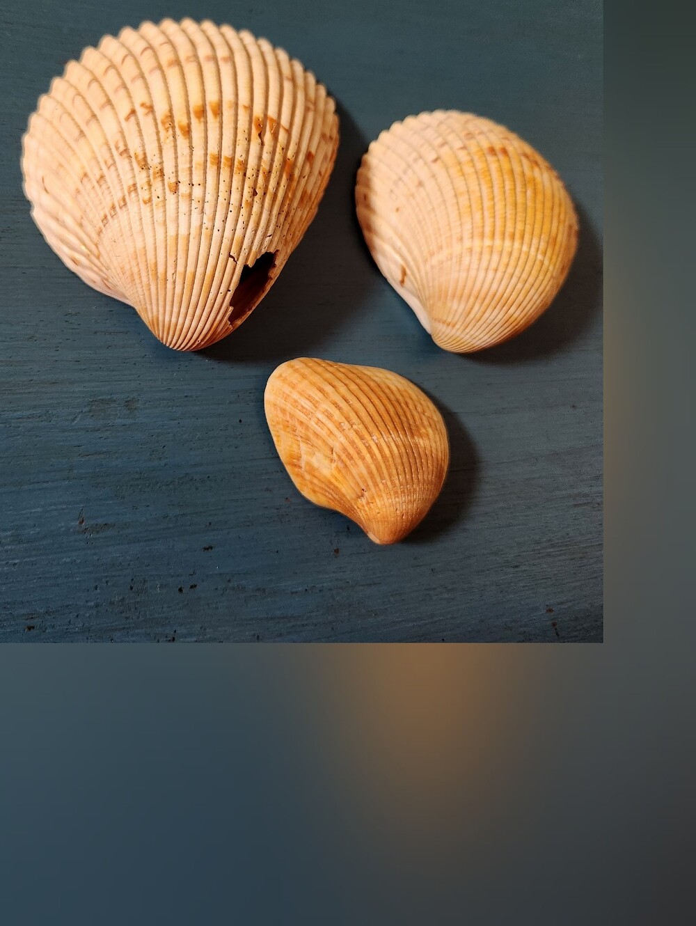 Natural Sea Shell Bundle - Picture 3 of 7